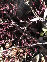 Lopezia racemosa