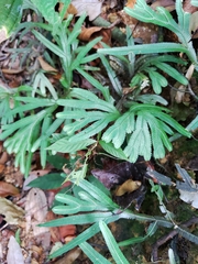 Selaginella intermedia