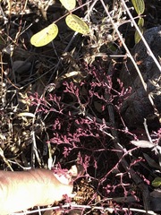 Lopezia racemosa