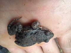 Leptodactylus latinasus