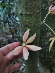 Polyalthia cauliflora