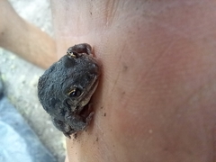 Leptodactylus latinasus