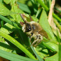Colletes cunicularius