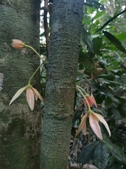 Polyalthia cauliflora