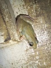 Scinax nasicus