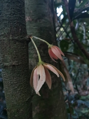 Polyalthia cauliflora