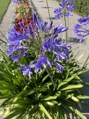 Agapanthus