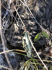 Bignonieae
