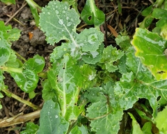 Brassica oleracea
