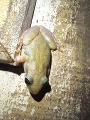 Scinax nasicus