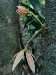 Polyalthia cauliflora