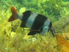 Pseudogoniistius nigripes