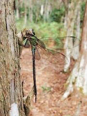 Triacanthagyna trifida