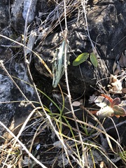 Bignonieae