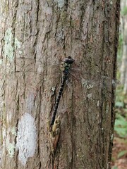 Triacanthagyna trifida