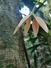 Polyalthia cauliflora