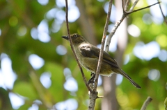 Andropadus importunus