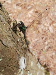 Triacanthagyna trifida