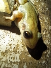 Scinax nasicus