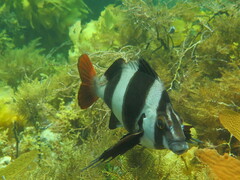 Pseudogoniistius nigripes