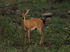 Raphicerus campestris