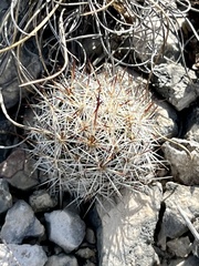 Escobaria emskoetteriana