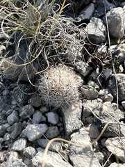 Escobaria emskoetteriana