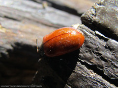 Plagiodera erythroptera