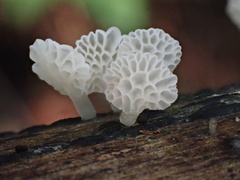 Favolaschia nipponica