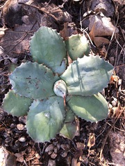 Agave potatorum