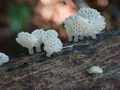 Favolaschia nipponica