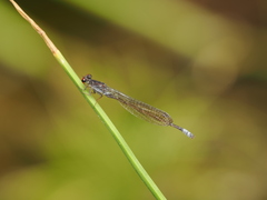 Pseudagrion hamoni