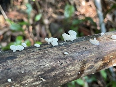 Favolaschia nipponica