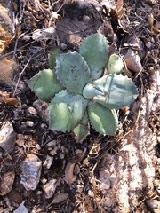 Agave potatorum