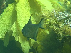 Pempheris multiradiata