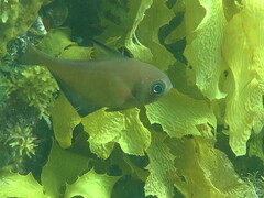 Pempheris klunzingeri