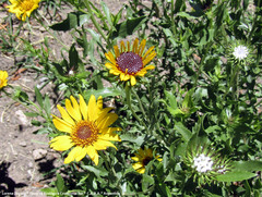 Grindelia pulchella