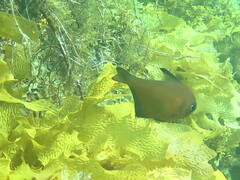 Pempheris klunzingeri