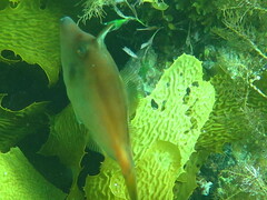 Meuschenia flavolineata