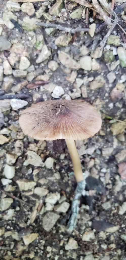 Inocybe insignis