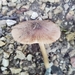 Inocybe insignis - Photo (c) Stephen Russell, alguns direitos reservados (CC BY-NC), uploaded by Stephen Russell