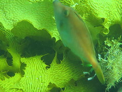 Meuschenia flavolineata