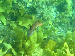 Meuschenia flavolineata