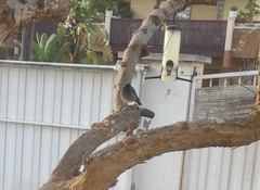 Phoenicurus ochruros