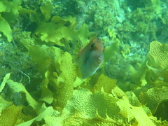 Meuschenia flavolineata