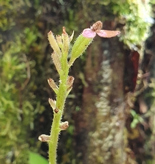 Cynorkis inermis