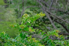 Phyllanthus botryanthus