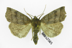 Ipimorpha retusa
