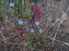 Limonium companyonis