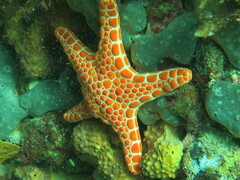 Pentagonaster duebeni